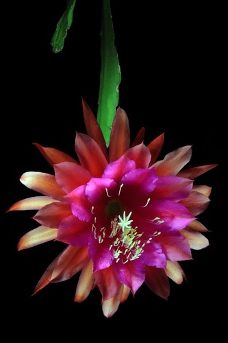 Epiphyllum epicactushybride - epiphyllum,